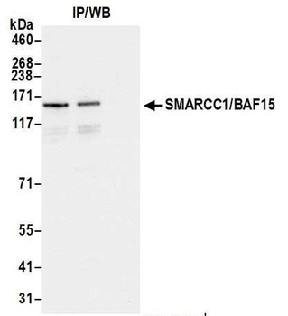 SMARCC1/BAF155 Antibody