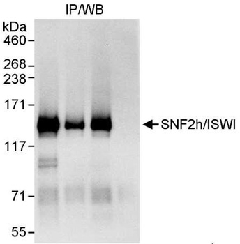 Rabbit SNF2h/ISWI Antibody