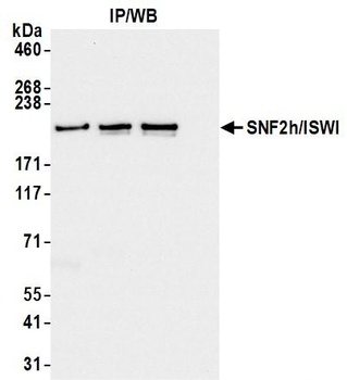 SNF2h/ISWI Antibody