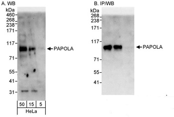Rabbit PAPOLA Antibody
