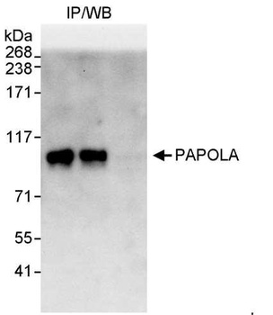 Rabbit PAPOLA Antibody