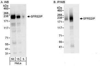 SFRS2IP Antibody