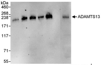 Goat ADAMTS13 Antibody