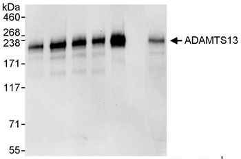Goat ADAMTS13 Antibody