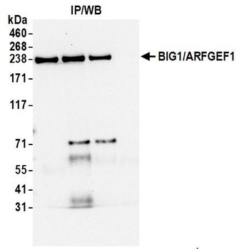 Rabbit anti-BIG1/ARFGEF1 Antibody