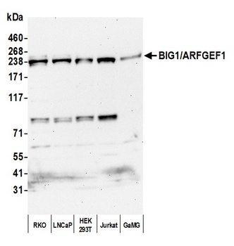 Rabbit anti-BIG1/ARFGEF1 Antibody