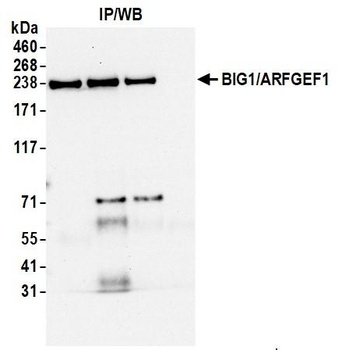 BIG1/ARFGEF1 Antibody