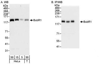 Rabbit anti-BubR1 Antibody