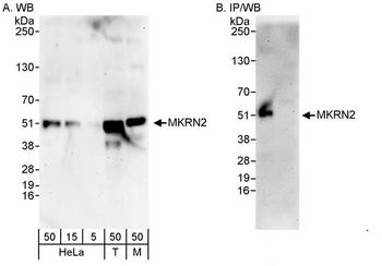 MKRN2 Antibody