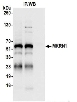 MKRN1 Antibody