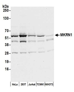 Rabbit MKRN1 Antibody