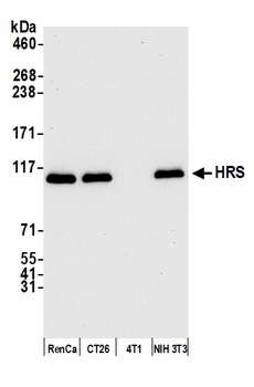 Rabbit HRS Antibody
