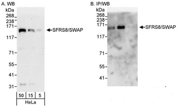 SFRS8/SWAP Antibody