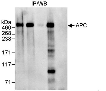 Rabbit anti-APC Antibody