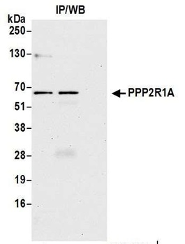 Rabbit anti-PPP2R1A Antibody