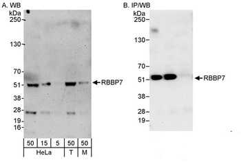 RbBP7 Antibody