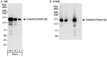 THRAP3/TRAP150 Antibody