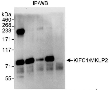 Rabbit anti-KIFC1 Antibody