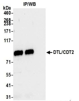 Rabbit anti-DTL/CDT2 Antibody