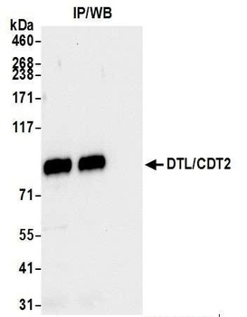 DTL/CDT2 Antibody