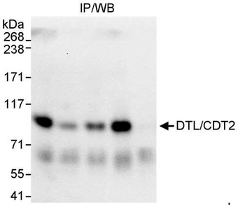 Rabbit anti-DTL/CDT2 Antibody