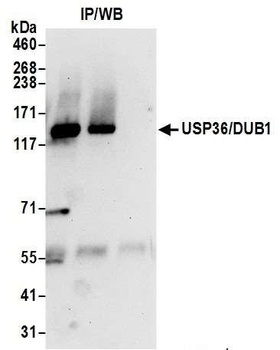 Rabbit anti-USP36/DUB1 Antibody