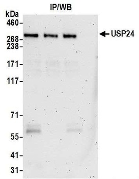 USP24 Antibody