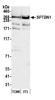 SPTBN1 Antibody