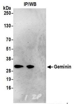 Geminin Antibody