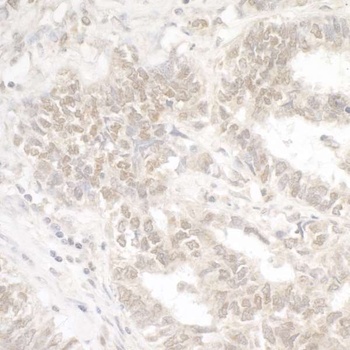 Rabbit anti-G9A/EHMT2 Antibody