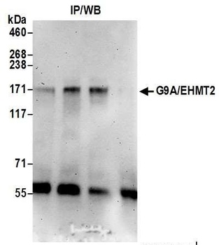 G9A/EHMT2 Antibody