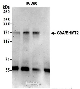 Rabbit anti-G9A/EHMT2 Antibody