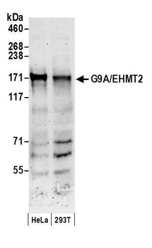 Rabbit anti-G9A/EHMT2 Antibody