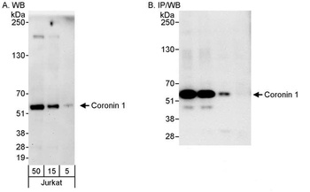 Rabbit anti-Coronin 1 Antibody