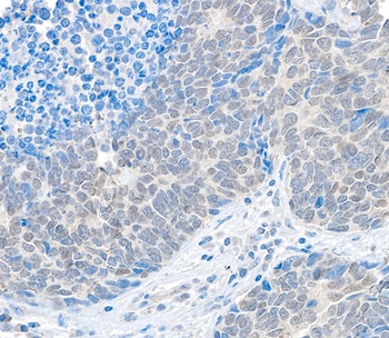 USP37 Antibody