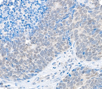 Rabbit anti-USP37 Antibody