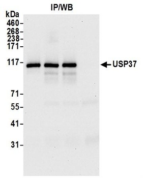 USP37 Antibody