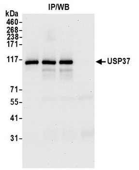 Rabbit anti-USP37 Antibody