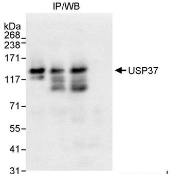 Rabbit anti-USP37 Antibody