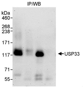 Rabbit anti-USP33 Antibody
