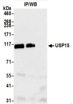 USP15 Antibody