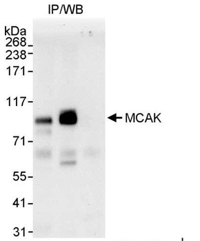 Rabbit MCAK Antibody