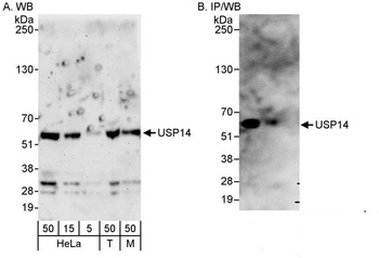 Rabbit anti-USP14 Antibody