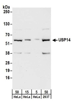 Rabbit anti-USP14 Antibody