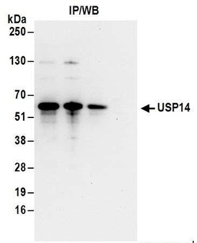 USP14 Antibody