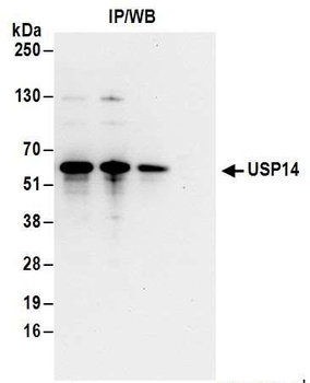 Rabbit anti-USP14 Antibody