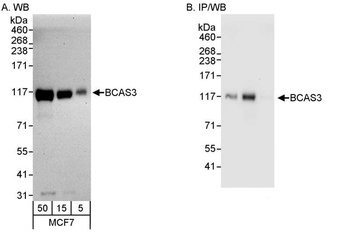 Rabbit anti-BCAS3 Antibody