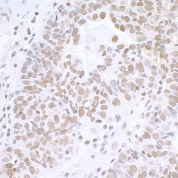 Rabbit anti-BCAS2 Antibody