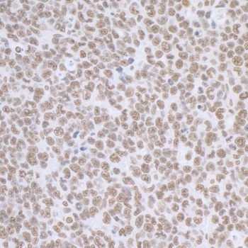 Rabbit anti-BCAS2 Antibody
