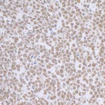 BCAS2 Antibody